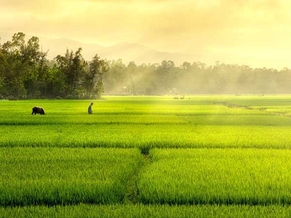 Ngủ mơ thấy cánh đồng - Chiêm bao thấy cánh đồng có ý nghĩa gì