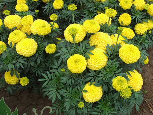 Nằm mơ thấy hoa vạn thọ đánh con gì có ý nghĩa gì đặc biệt