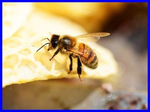 Mơ thấy ong vàng số mấy? Giải mã giấc mơ thấy con ong vàng