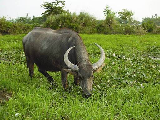 Nằm mơ thấy trâu