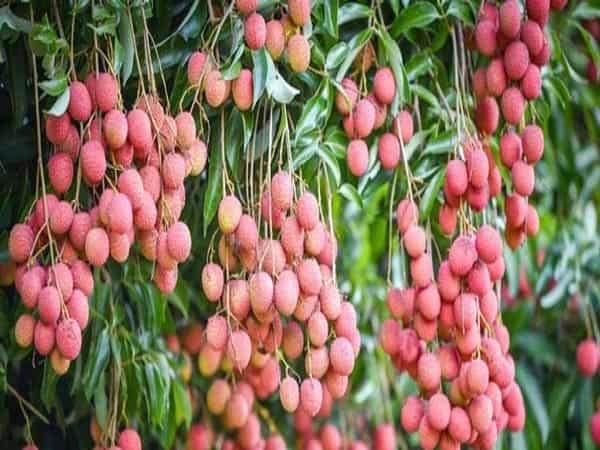 Nhìn thấy quả vải thiều dấu hiệu may mắn đang đến