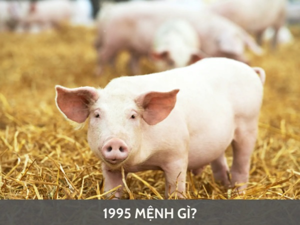 Mệnh Hoả 1995 hợp số nào giúp đổi vận ngoạn mục?