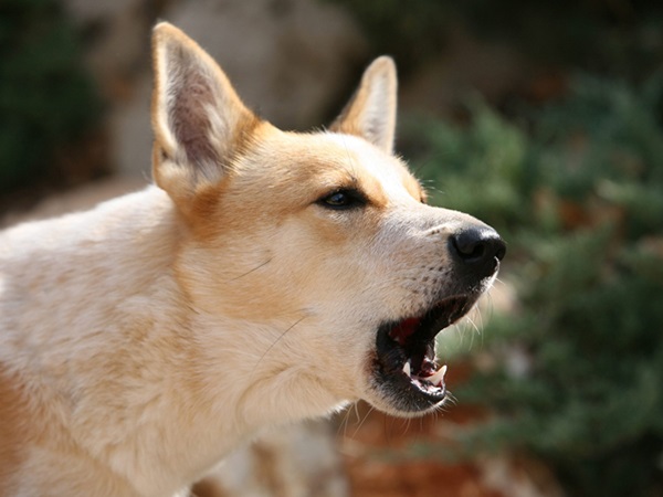 Nằm mơ thấy chó sủa có điềm gì, con gì mang vận may?