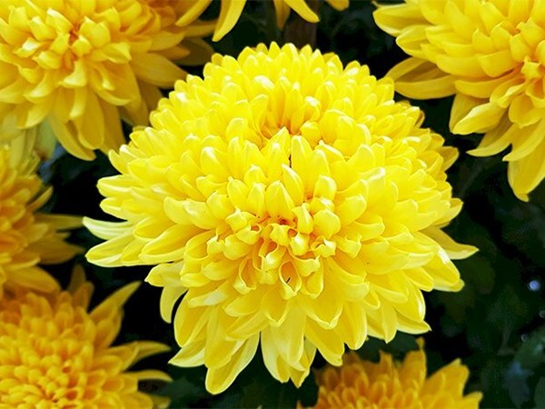 Giải mã các điềm báo mơ thấy hoa cúc có ý nghĩa gì?