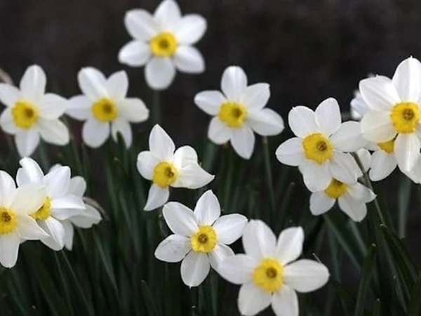 Nằm mơ thấy hoa nở có ý nghĩa gì, điềm tốt hay xấu?