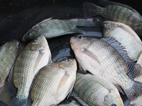 Chiêm bao thấy đàn cá rô phi