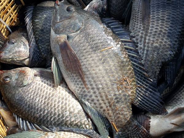 Nằm mơ thấy cá rô phi là điềm gì, chọn số gì thịnh vượng?