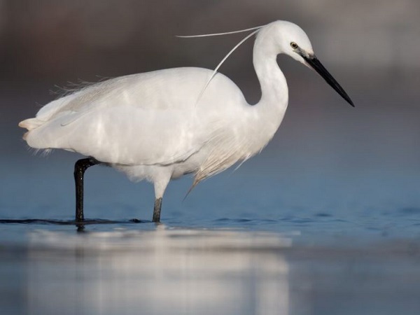 Giải mã chi tiết các giấc mơ thấy cò trắng