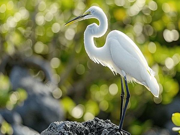 Nằm mơ thấy cò trắng là tốt hay xấu, số gì mang lộc phát